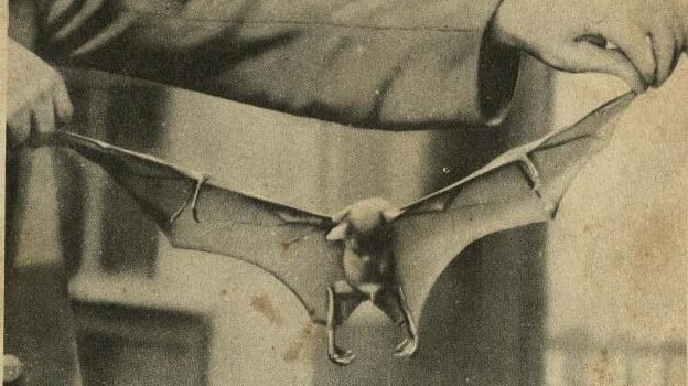 【怪奇食記】武漢肺炎的來源？蝙蝠湯事件簿