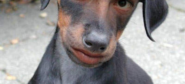 【怪物目擊】突變種汪星人？日本的人面犬傳說