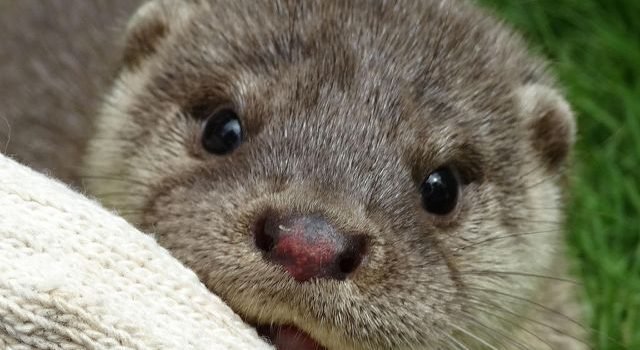 【怪物目擊】是誰亂舔你的睡臉？吸人精氣的黑坊主與瀕臨絕種的水獺