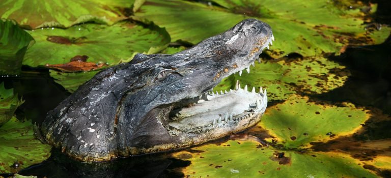 【都市傳說】大安森林公園驚現鱷魚？都市傳說如何變成真實「鱷夢」！