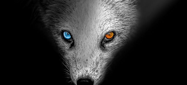 【怪物目擊】狐仙現身,狂吸你的精氣!不是人就一定不是好東西嗎? 【怪物目擊】狐仙現身,狂吸你的精氣!不是人就一定不是好東西嗎?